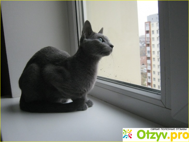 Русская голубая кошка фото3